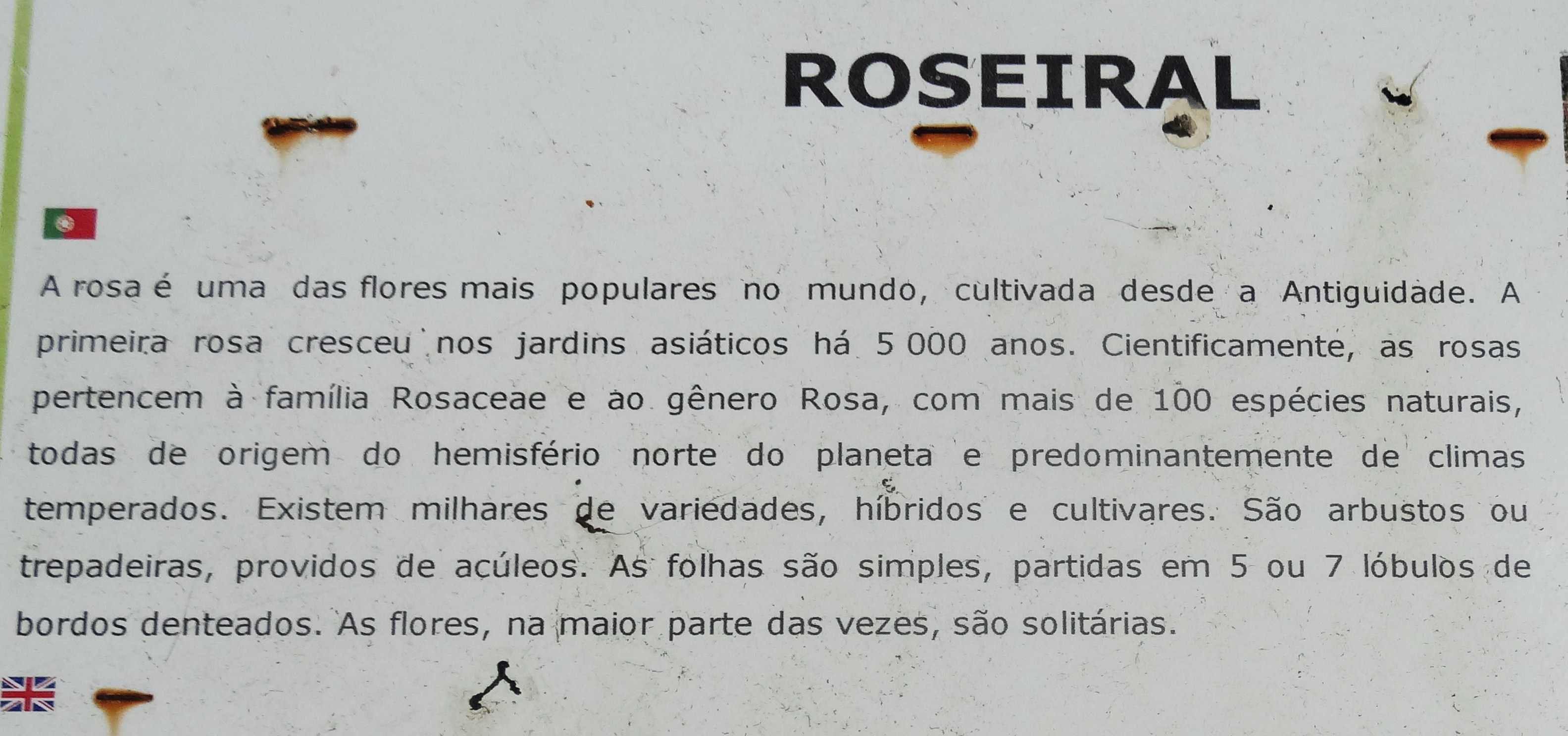 rosas texto.JPG