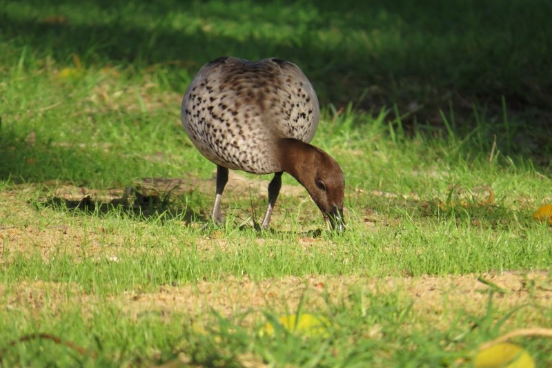 chenonetta jubata 8 (800x533)