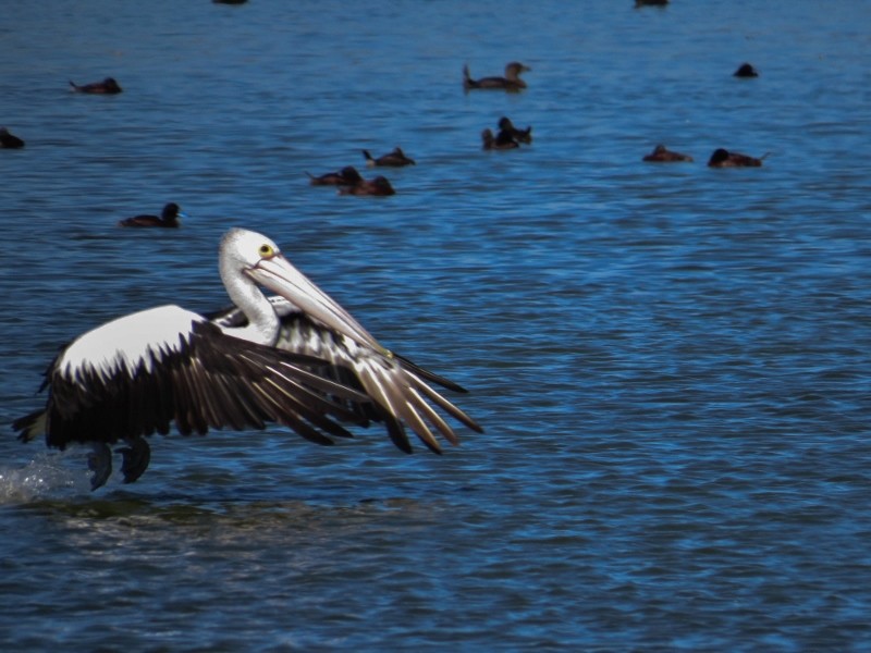 pelicano 8 (800x600)