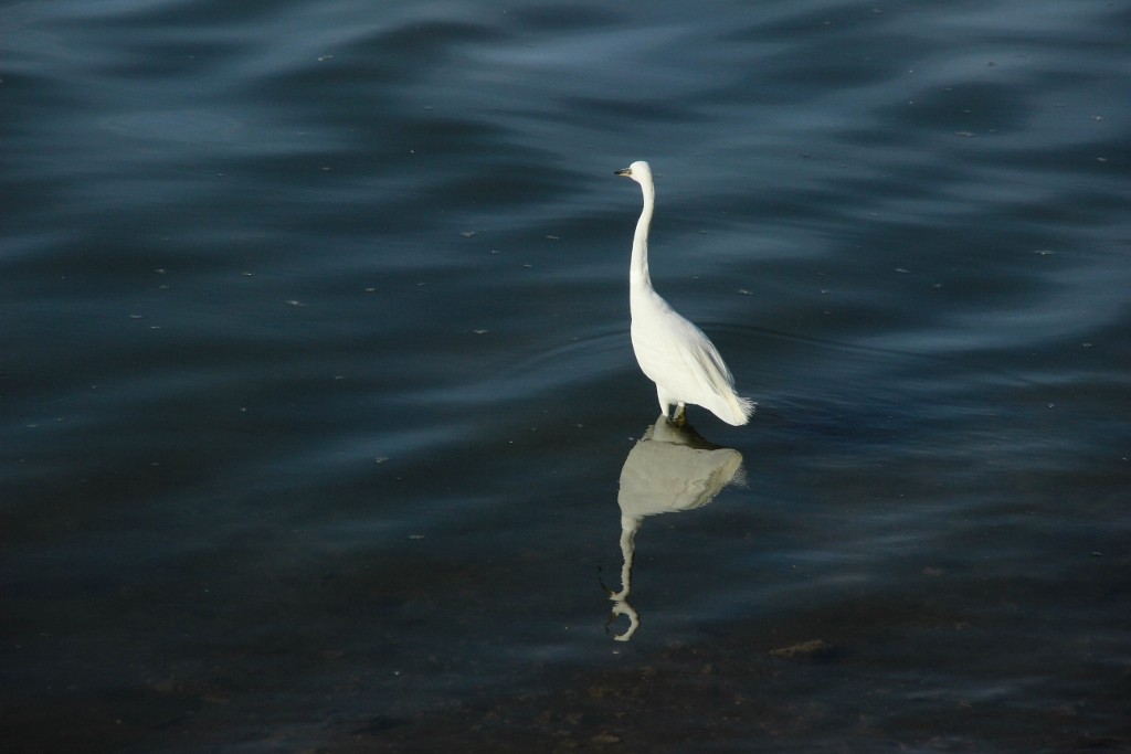 egretta garzetta 7 (1024x683)