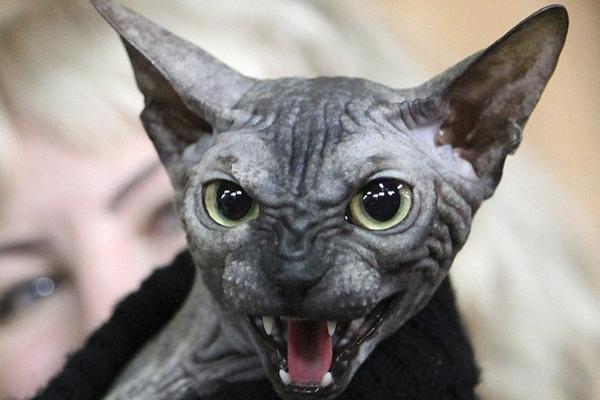 gato arrepiante feio