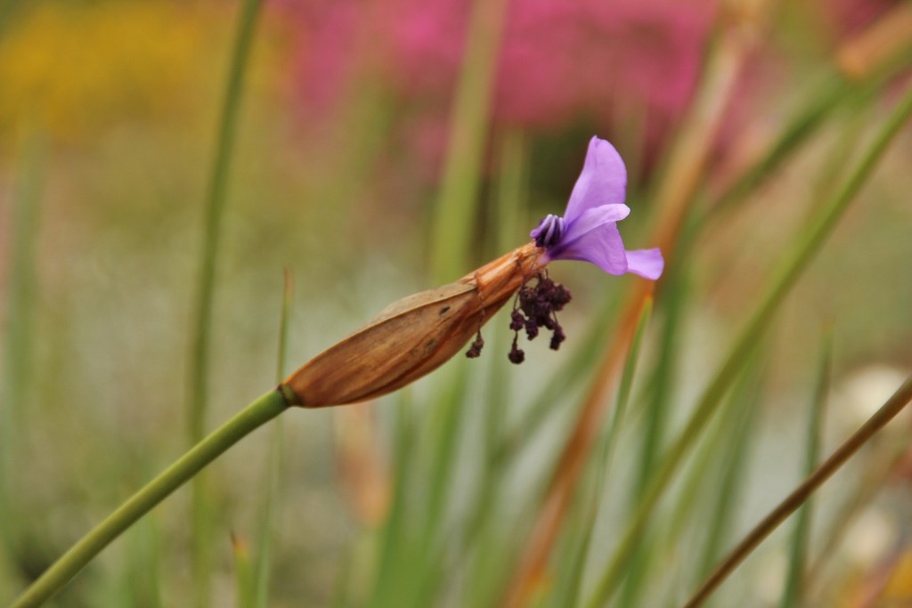 purple flag 4