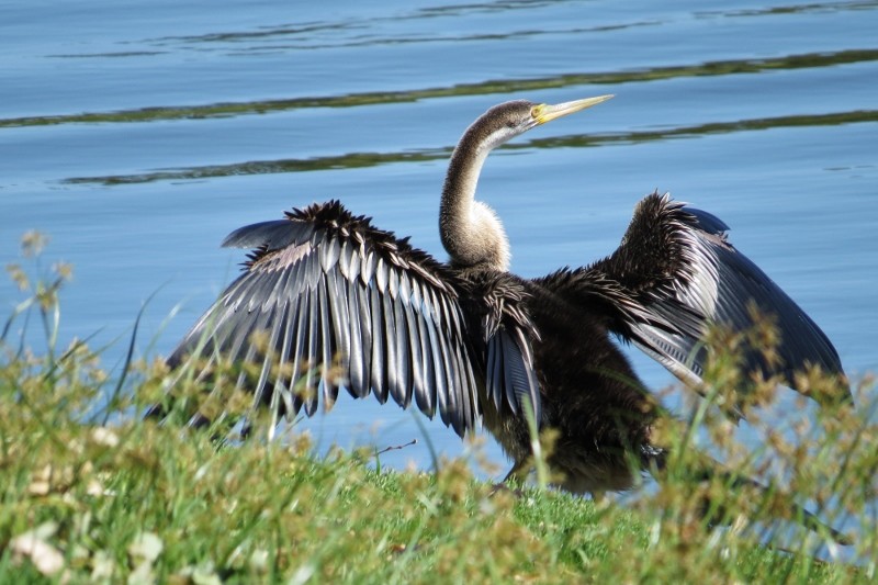 australian darter 5 (800x533)
