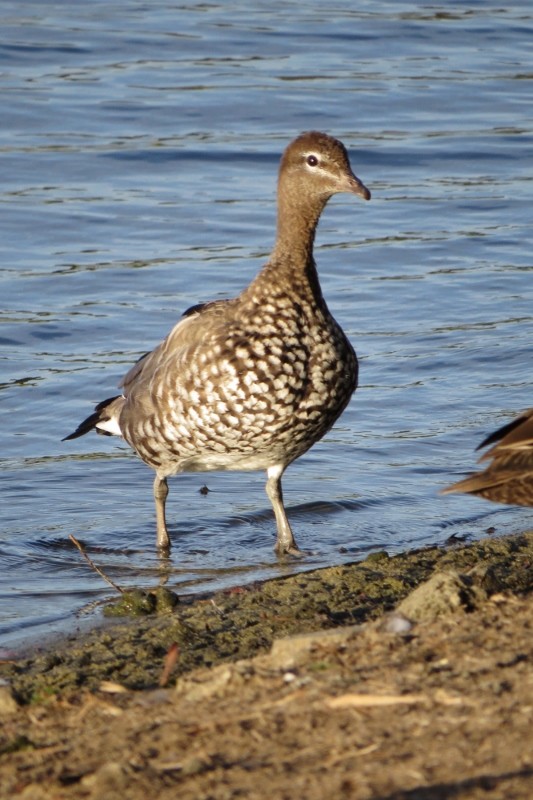 chenonetta jubata 5 (533x800)