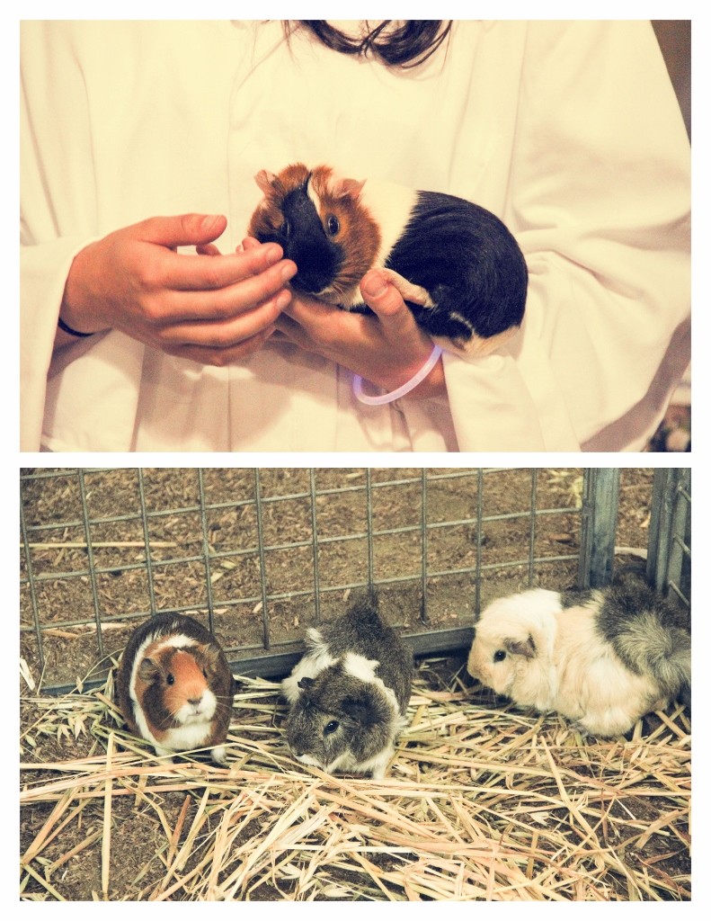 perth royal show farm animals 5 (791x1024)