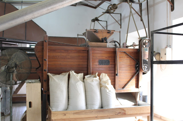 Açores + Azores + Arquipélago dos Açores + Ilha de São Miguel + chá dos açores + chá gorreana + fábrica de chá + plantações de chá dos Açores + visitar portugal + beleza dos Açores + viajar em família