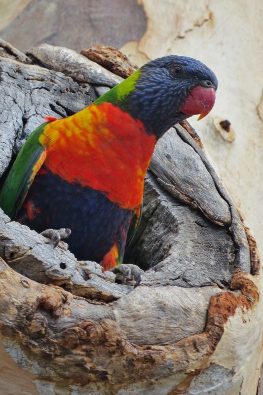 rainbow lorikeet 3