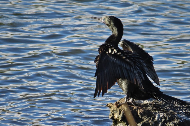little black cormorant a 11