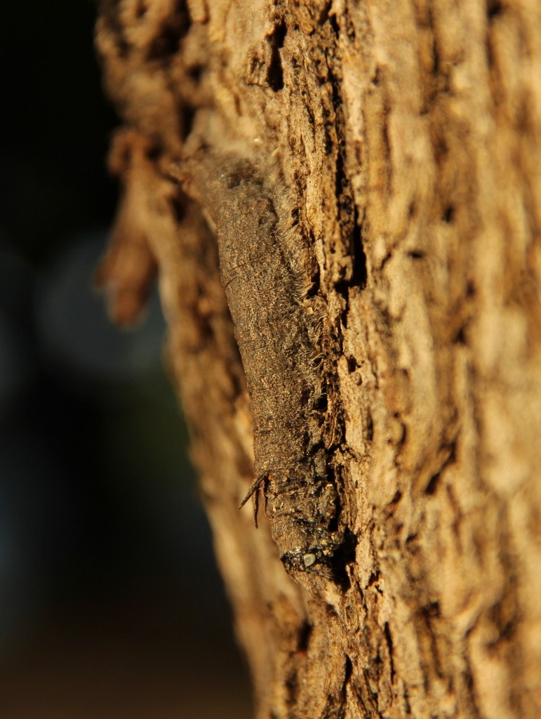 gumtree snout moth 2