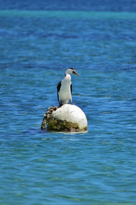 microcarbo melanoleucos 6 (533x800)