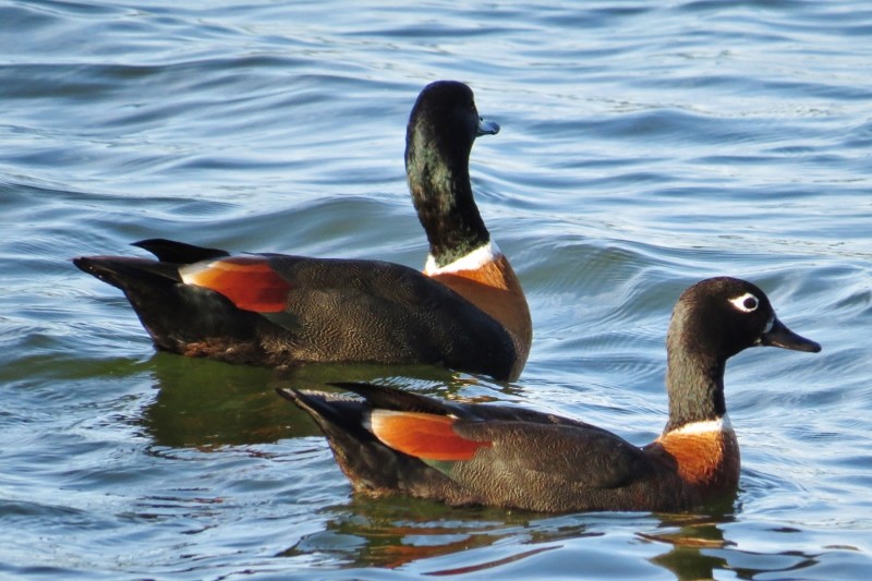 shelduck 4 (800x533)
