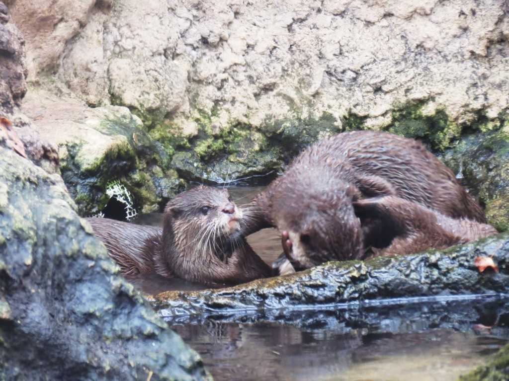 lontra_3