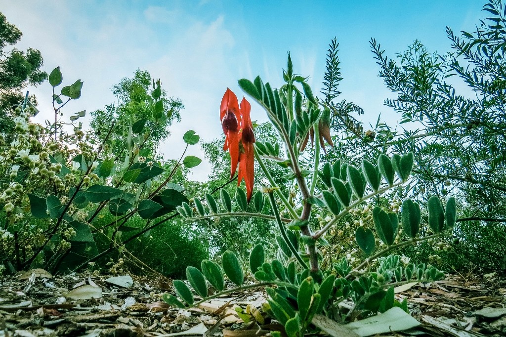 sturt's desert pea 5 (1024x682)