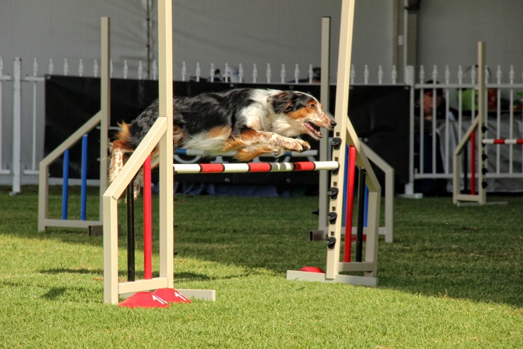 dogs perth royal show a 12 (1024x683)