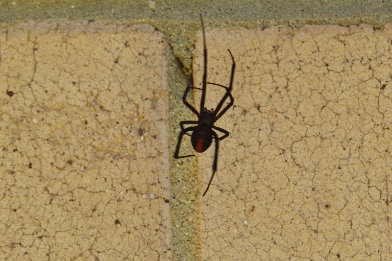 redback 1 (800x533)