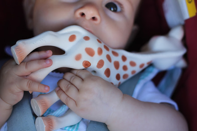 girafa sofia + pico de crescimento seis meses + lidar com o pico de crescimento