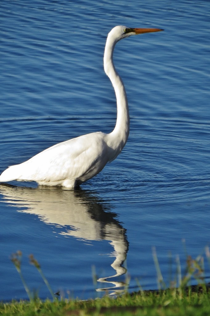 ardea alba 7
