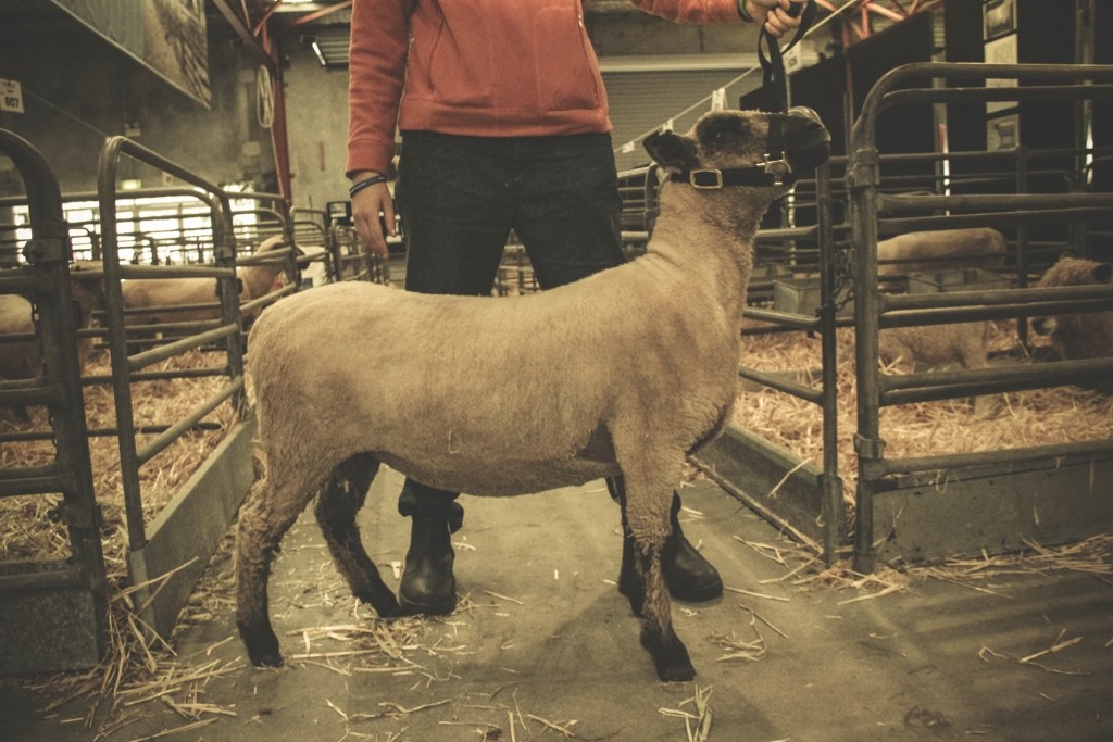 sheep perth royal show a 13 (1024x683)
