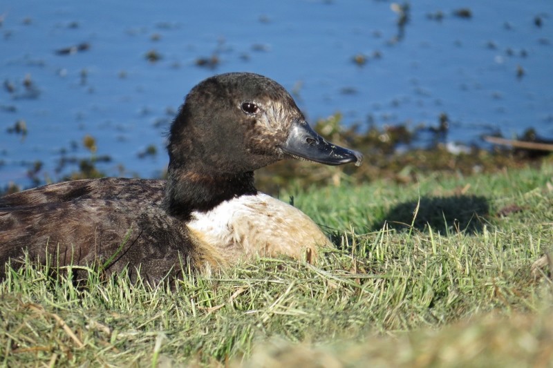 shelduck a 13 (800x533)