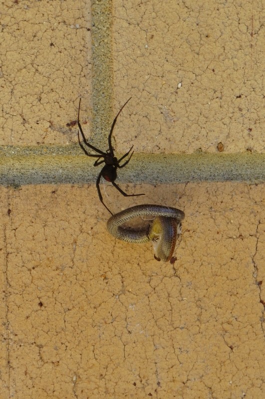 redback 4 (531x800)