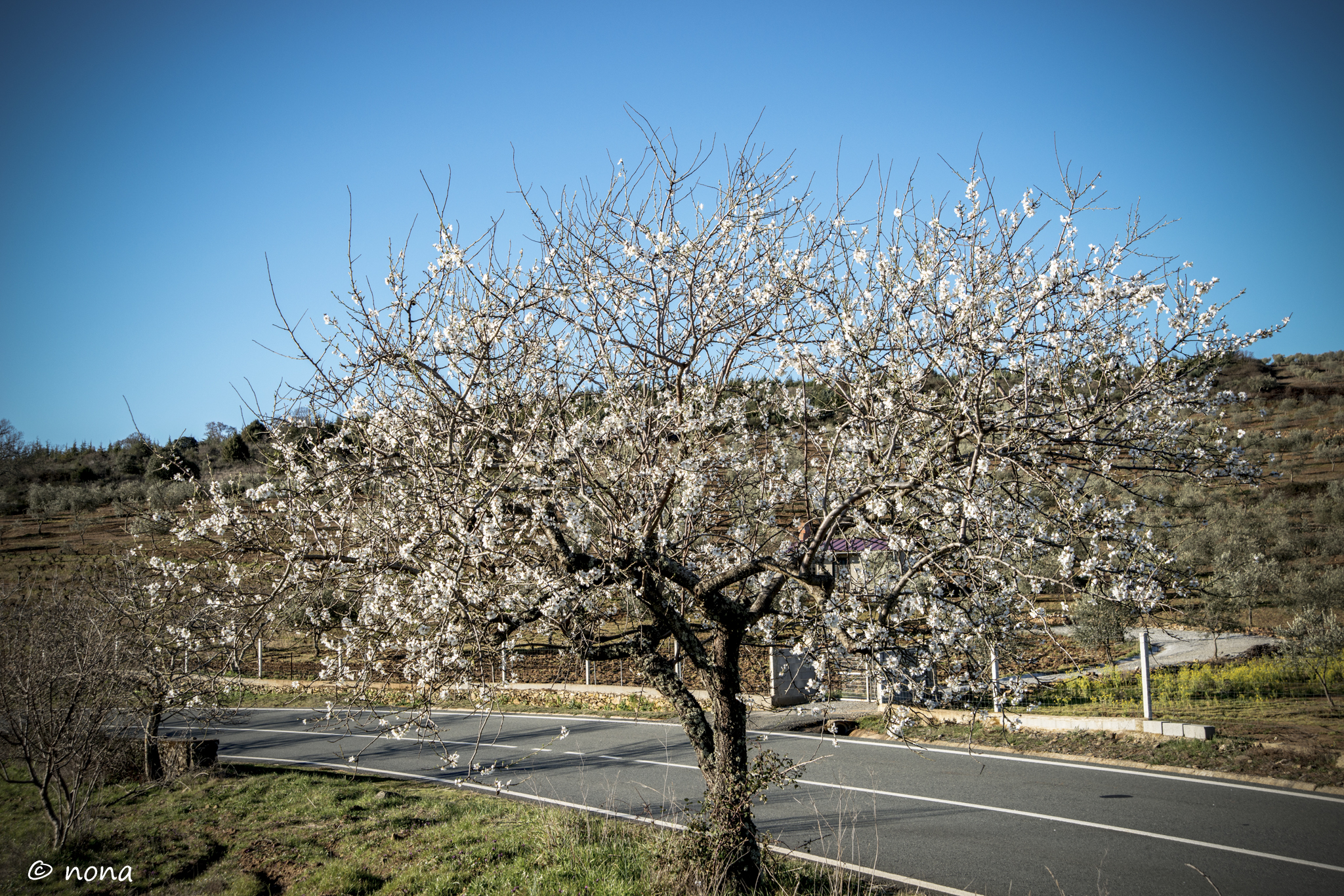 2015 - Rota das Amendoeiras (3).jpg