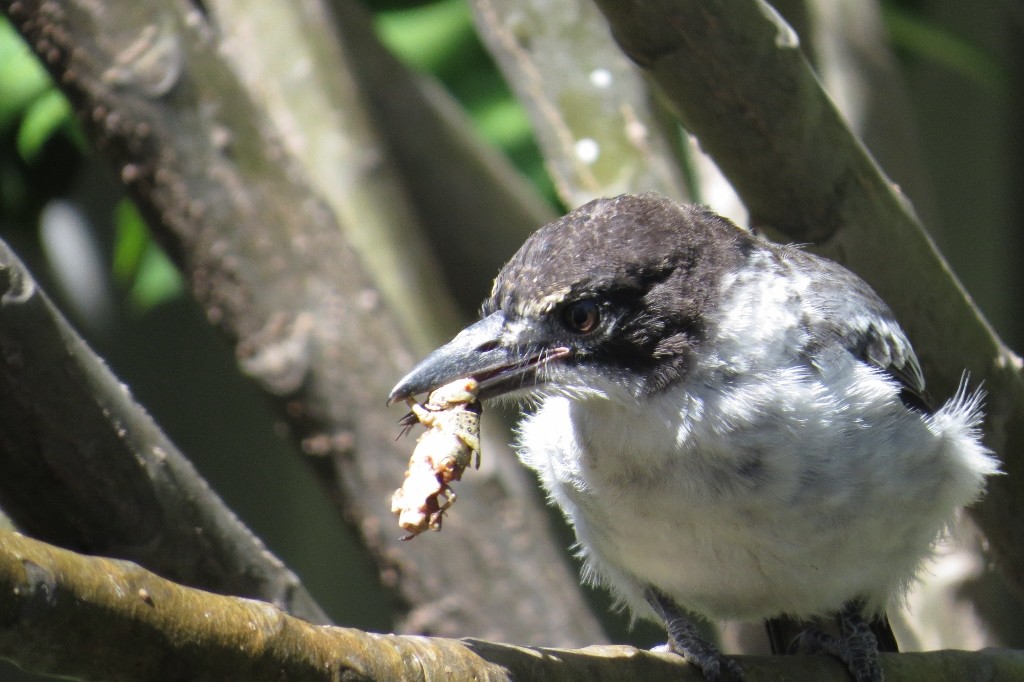 butcherbird 2