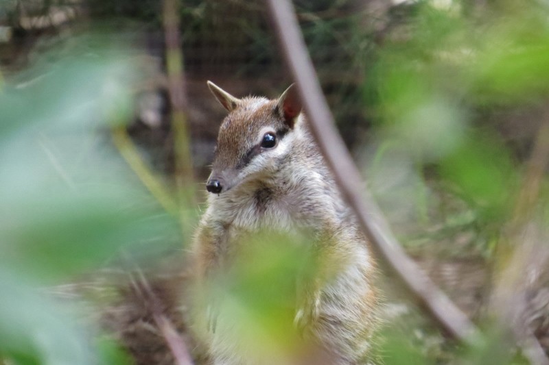 numbat 6