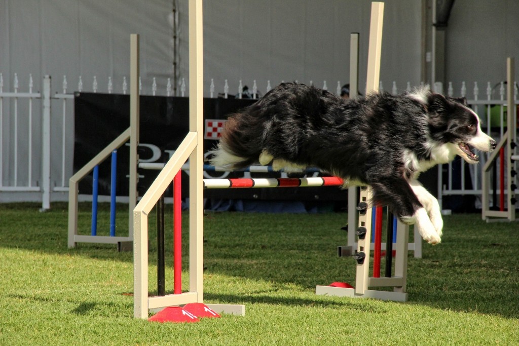 dogs perth royal show a 10 (1024x683)