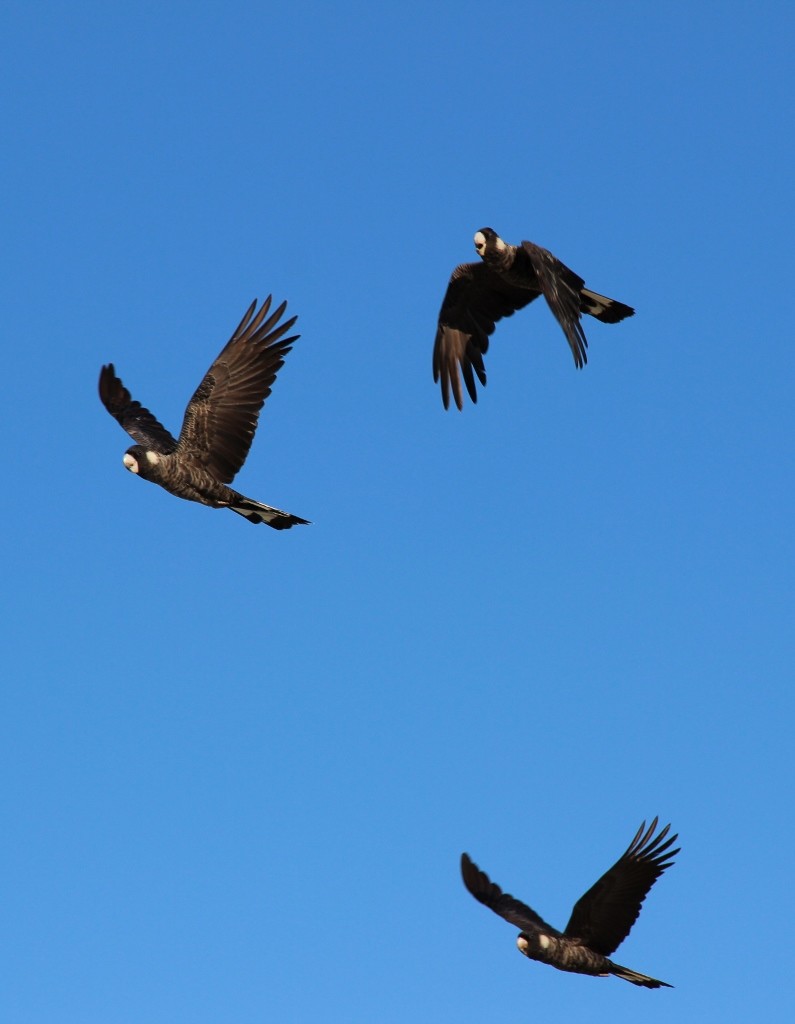 carnabys black-cockatoo 5
