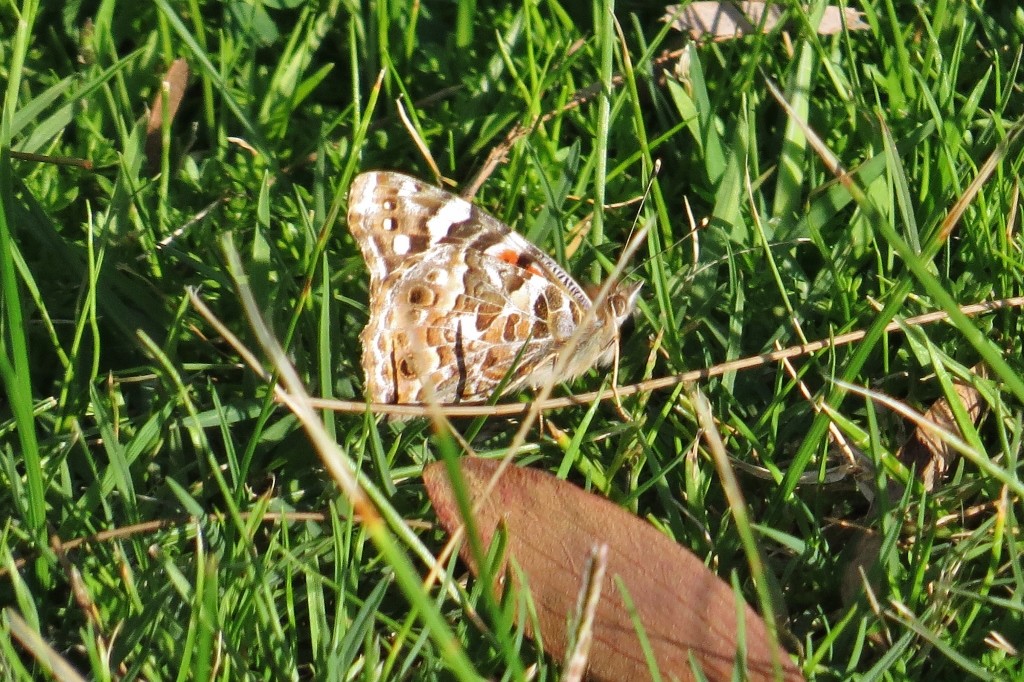 painted lady 3