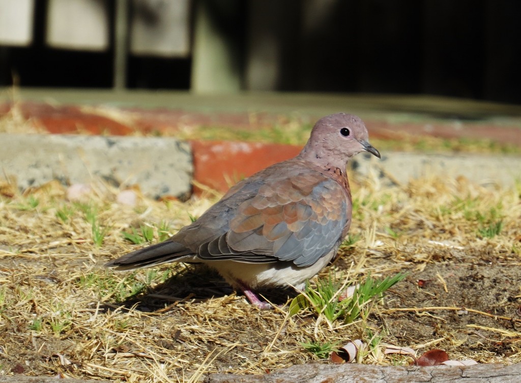 laughing dove 3