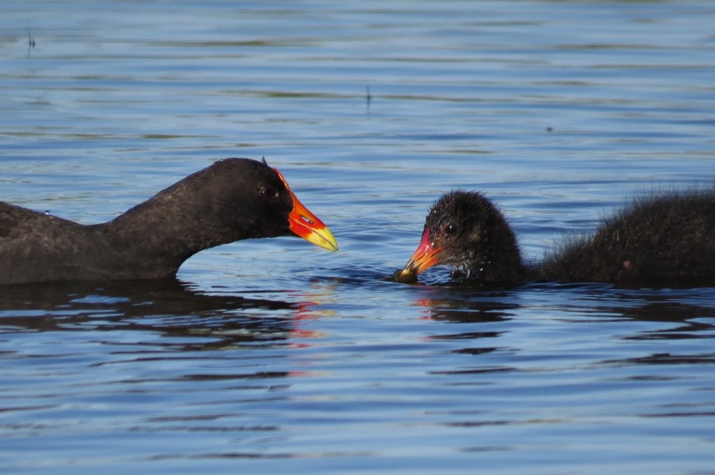 dusky moorhen 9