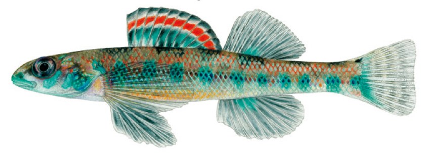 Etheostoma clinton