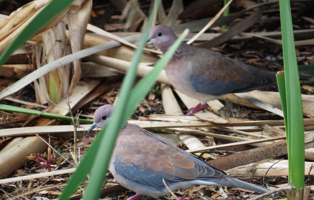 laughing dove 2