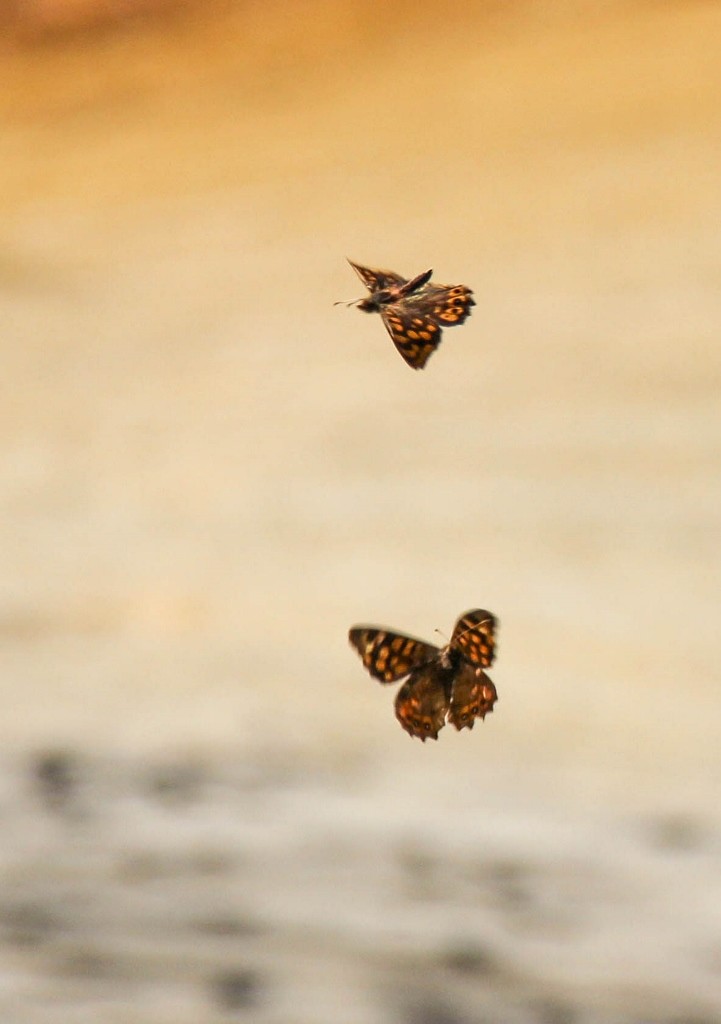 borboletas 2-1 (721x1024)