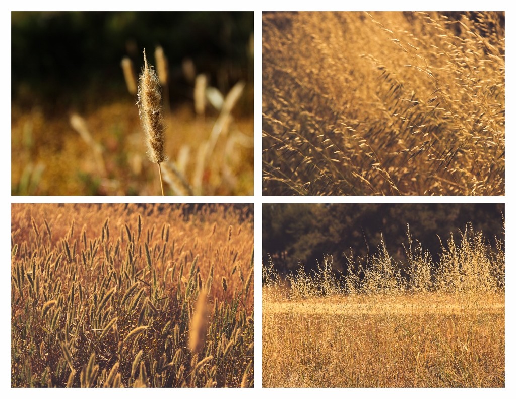 gramineas (1024x791)