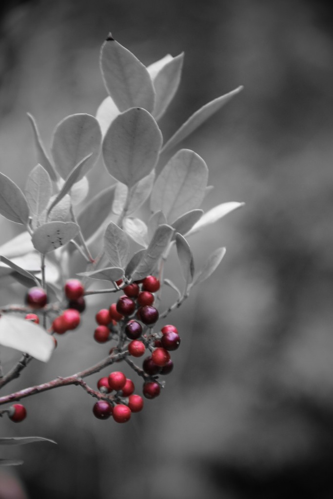 cascatas de mourao a 19