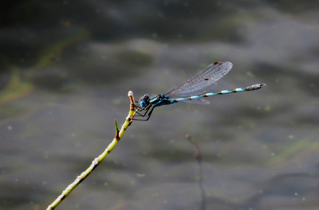 blue ringtail 6 (1024x675)