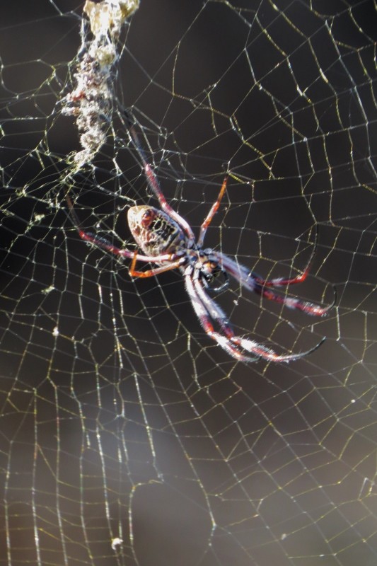 Nephila edulis 6