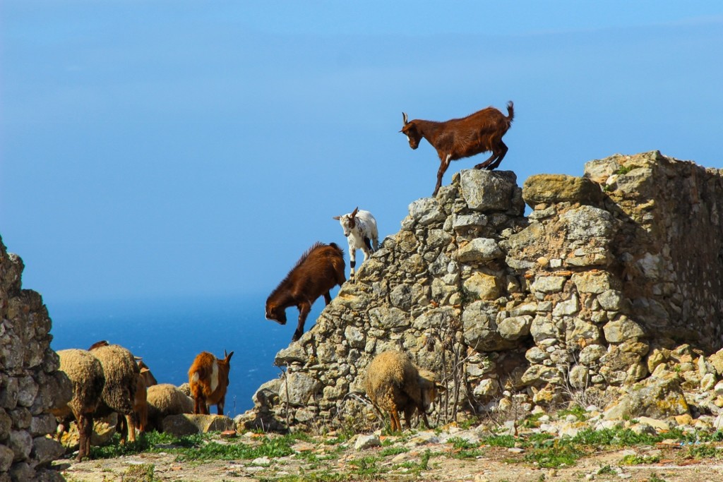 rebanho_cabo_espichel 1