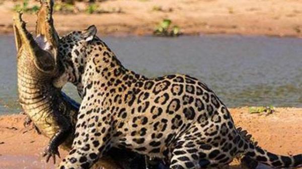 juaguar e crocodilo