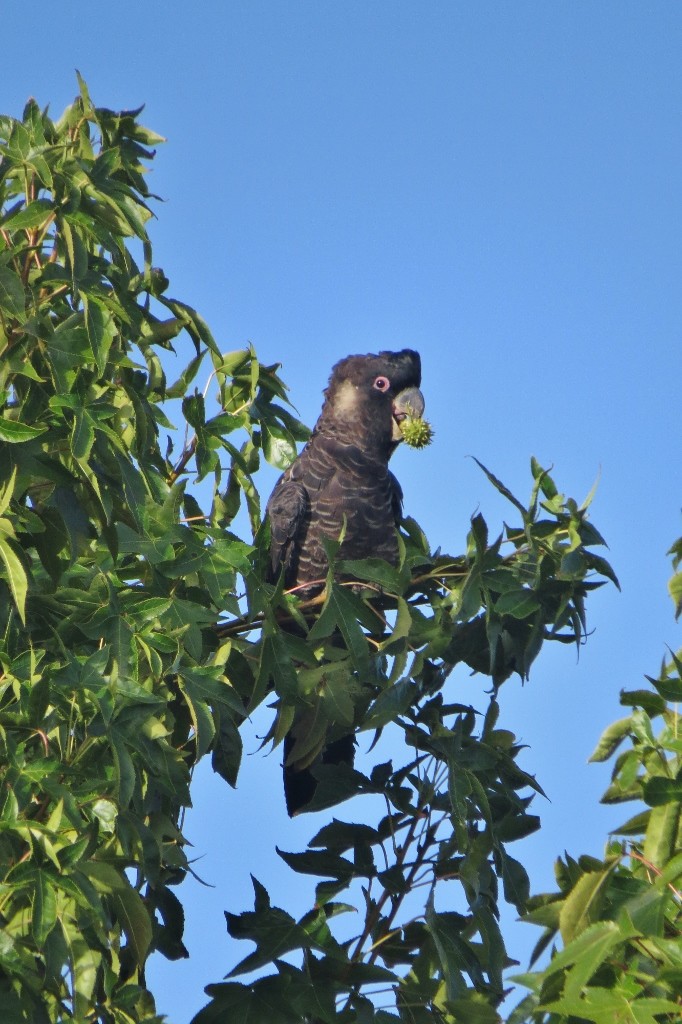 carnabys black-cockatoo male