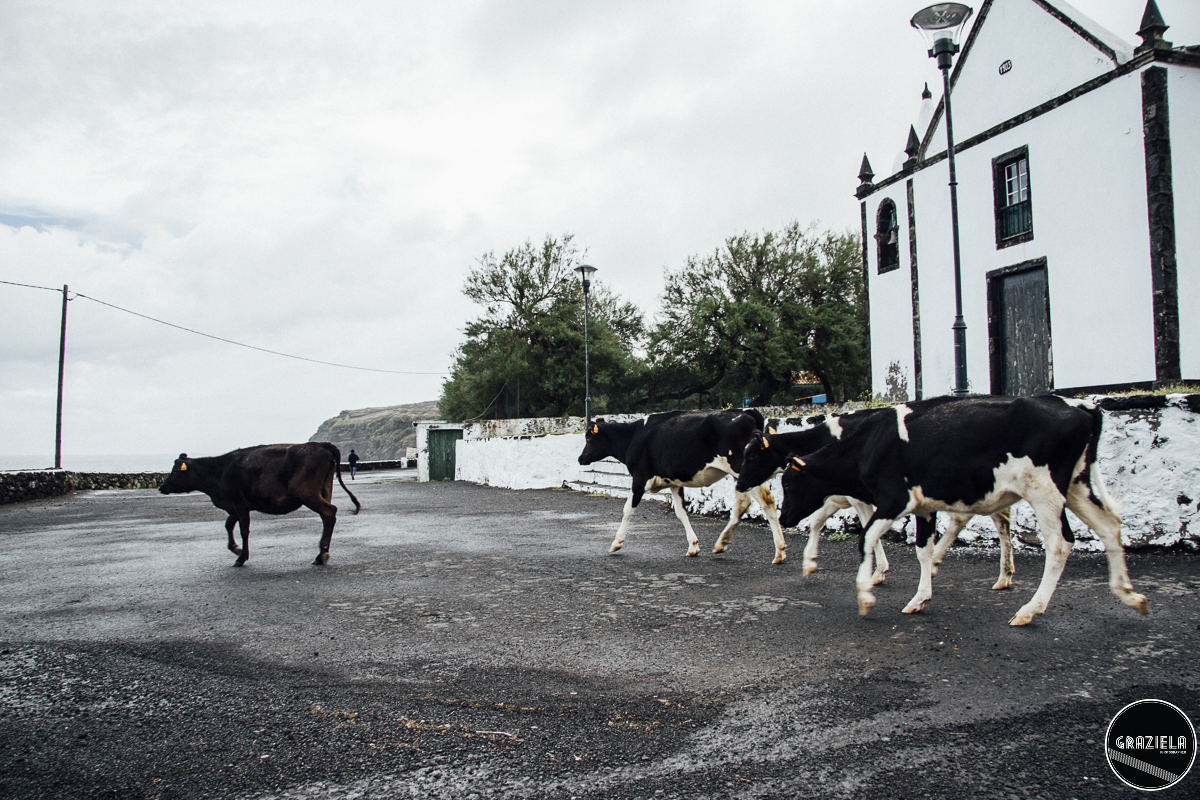 Terceira_2015_Pequenas-9.JPG Terceira_2015_Pequenas-9.JPG