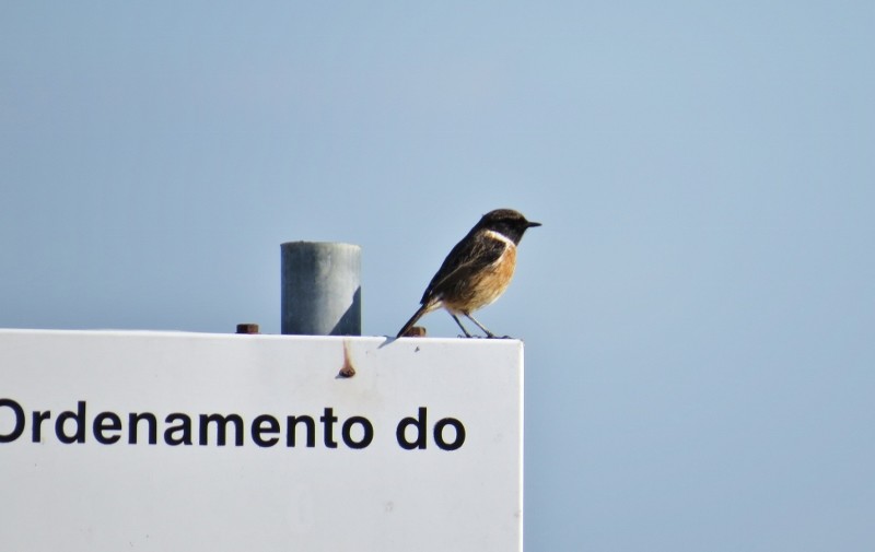 cartaxo_saxicola torquata