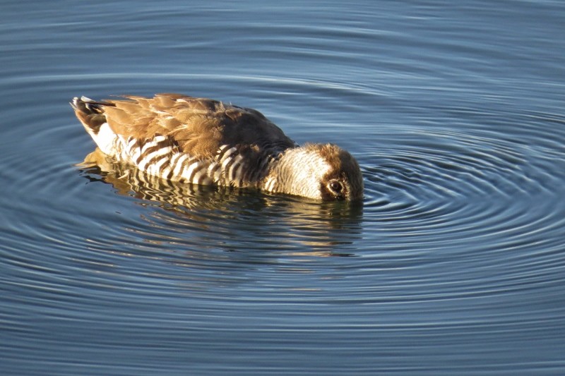 pink-eared duck 4 (800x533)