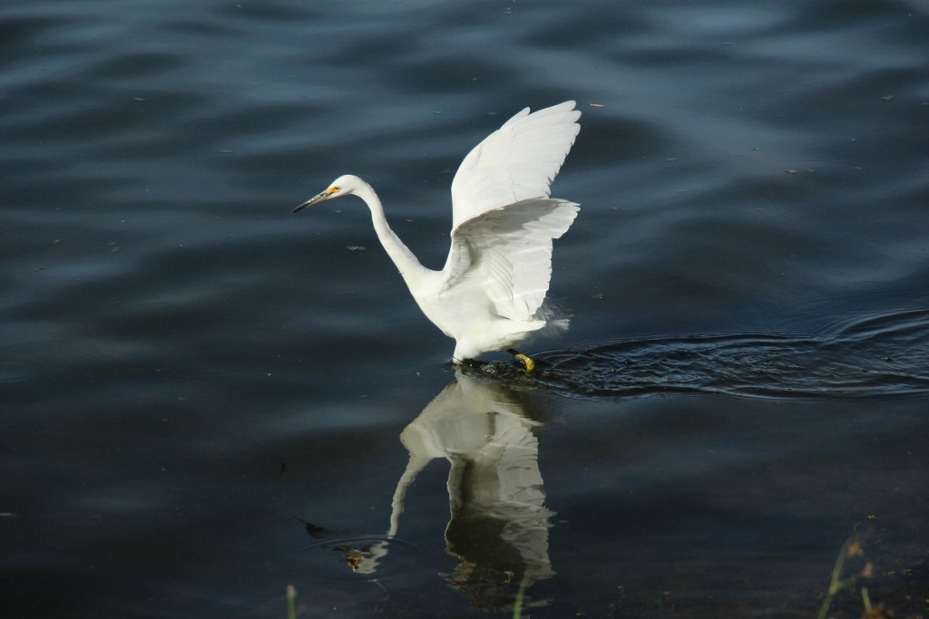 egretta garzetta 1 (1024x683)