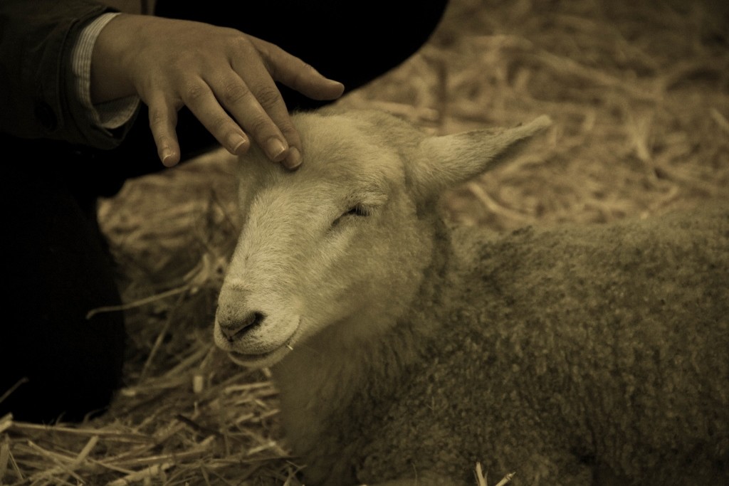 sheep perth royal show a 10 (1024x683)