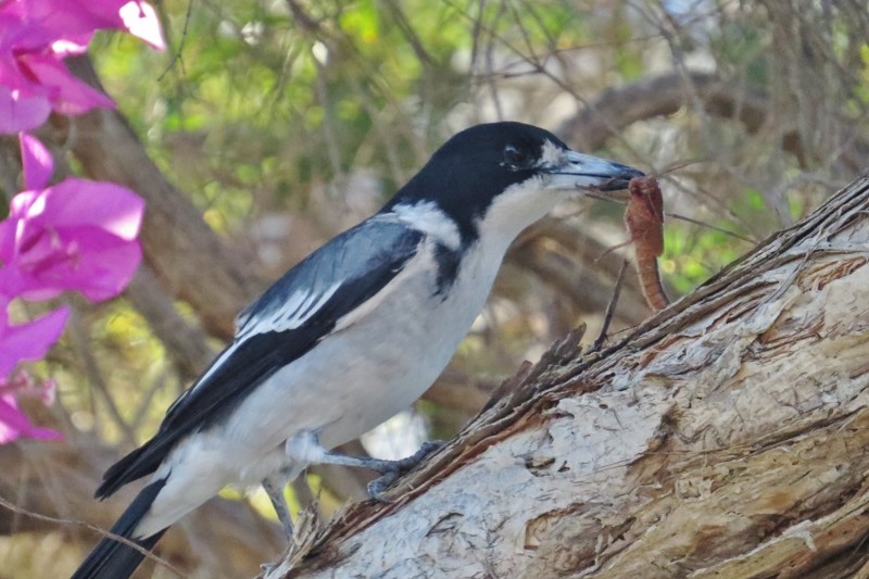 Cracticus torquatus 1 (800x533)