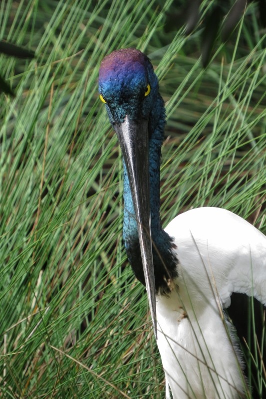 black-necked stork 2 (533x800)