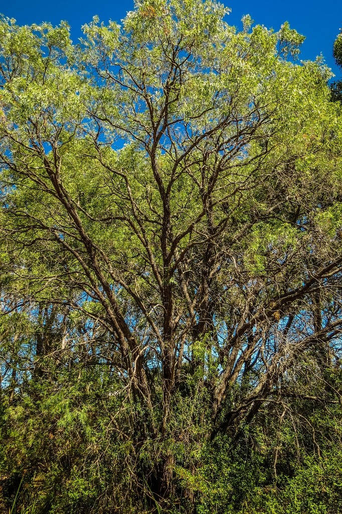 western ringtail possum 3
